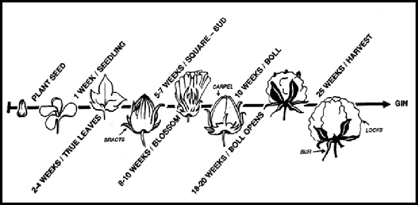 Cotton Lifecycle