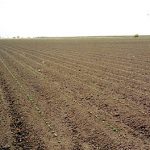 Growing Pima Cotton