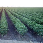 Growing Pima Cotton