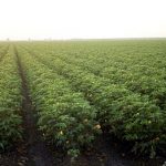 Growing Pima Cotton