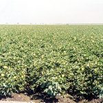 Growing Pima Cotton