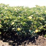 Growing Pima Cotton