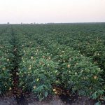 Growing Pima Cotton