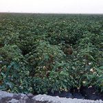 Growing Pima Cotton