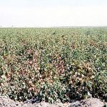 Growing Pima Cotton