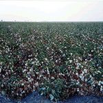 Growing Pima Cotton