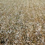 Growing Pima Cotton