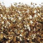 Growing Pima Cotton