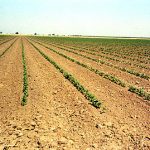 Growing Pima Cotton