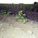 Growing Pima Cotton