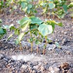 Growing Pima Cotton