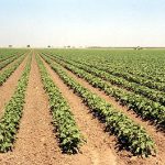 Growing Pima Cotton