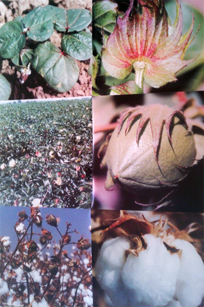 Cotton Growth Sequence Poster