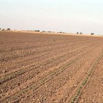 Growing Upland Cotton