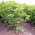 Growing Pima Cotton