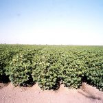 Growing Pima Cotton