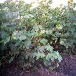 Growing Pima Cotton