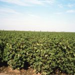 Growing Pima Cotton