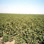 Growing Pima Cotton