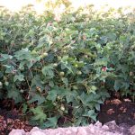 Growing Pima Cotton