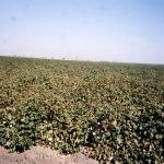 Growing Pima Cotton