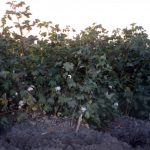 Growing Pima Cotton