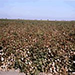 Growing Pima Cotton