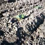 Growing Upland Cotton