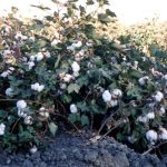 Growing Pima Cotton