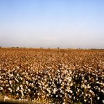 Growing Pima Cotton