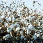 Growing Pima Cotton