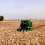 Growing Upland Cotton