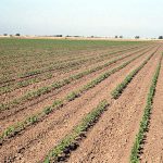 Growing Pima Cotton