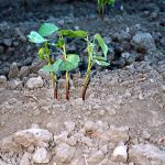 Growing Pima Cotton