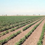 Growing Pima Cotton