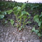 Growing Pima Cotton