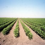 Growing Pima Cotton