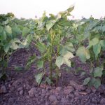 Growing Pima Cotton