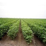 Growing Pima Cotton